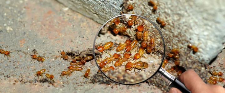 Lindungi Properti Anda dengan Jasa Anti Rayap Bandung Terbaik